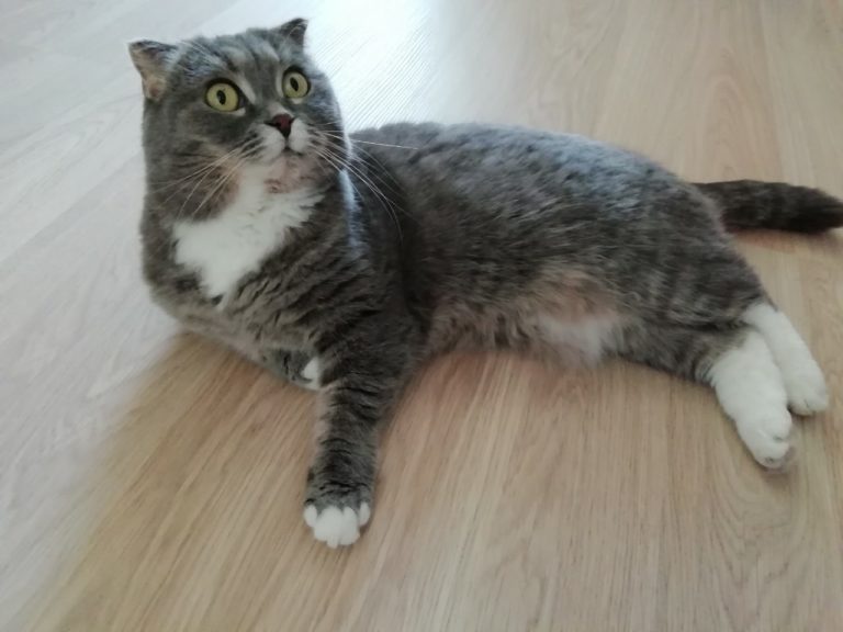 Отличие шотландских кошек от британских фото, кого