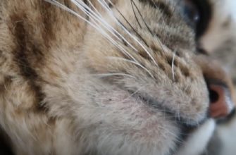 Кошачьи прыщи