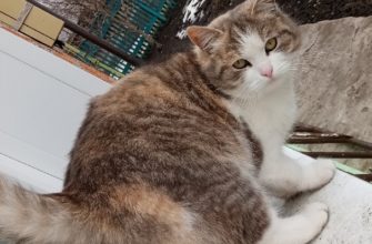 Выпадает шерсть у кошки