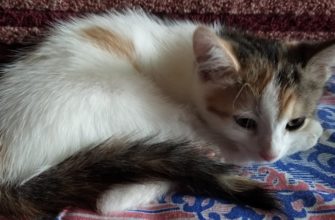 Калицивирус у котенка