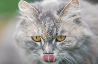 слюнотечение у кошки