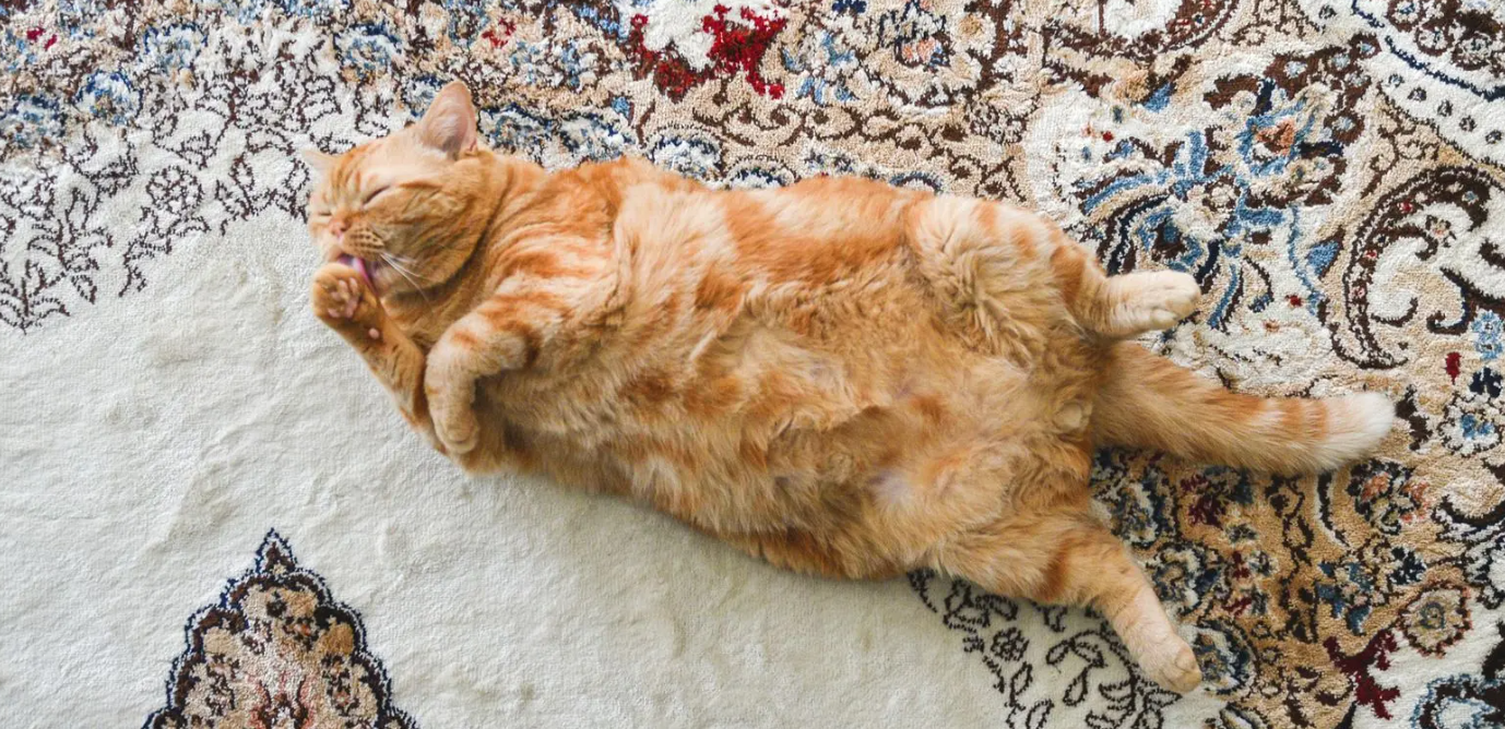 переедание у кошки